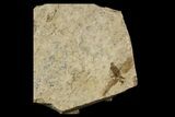 Fossil March Fly (Plecia) - Green River Formation #154430-1